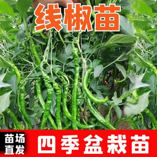 线椒苗子种苗孑苗辣椒四季苗种海椒秧蔬菜批量南方线湖南秧苗大全