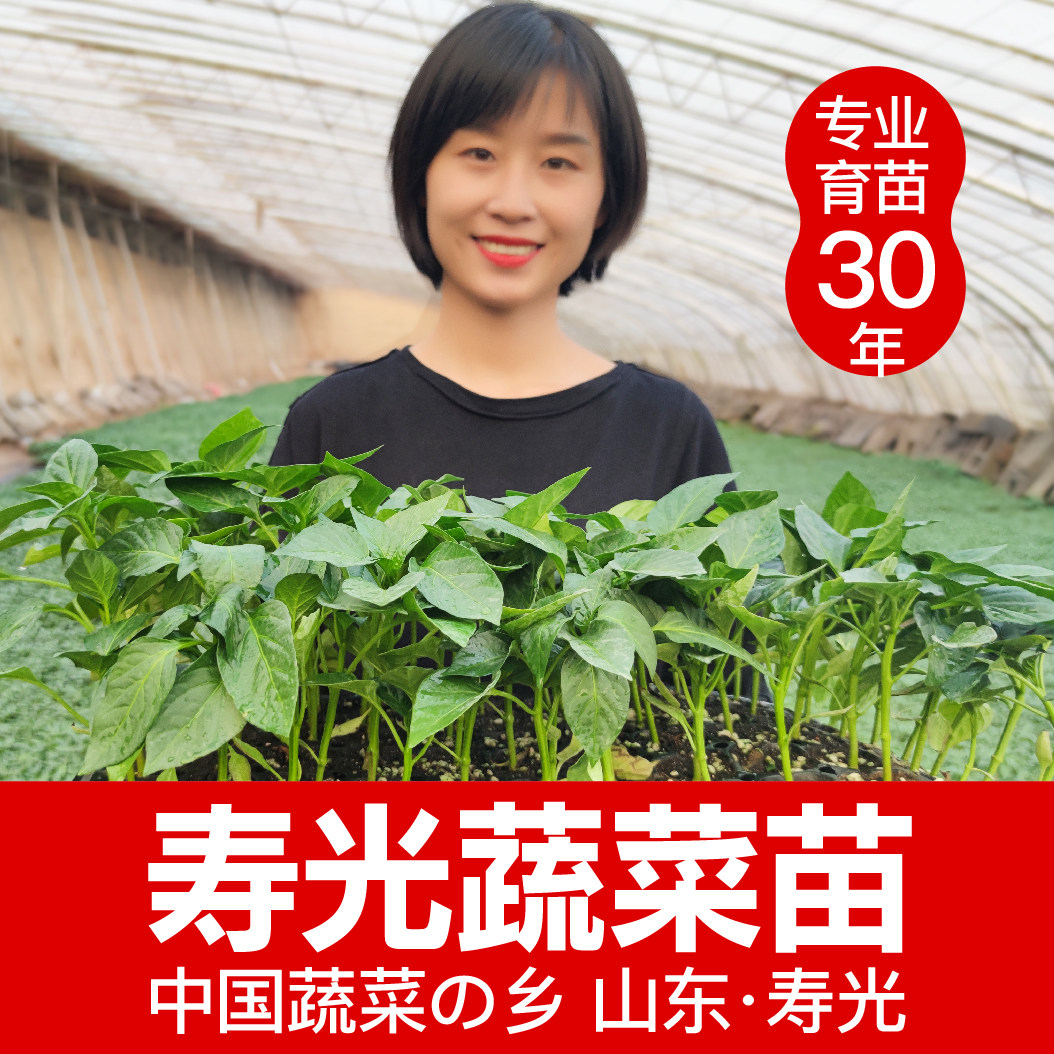 寿光四季蔬菜苗盆栽西红柿