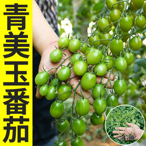 青美玉绿色小番茄苗秧种子
