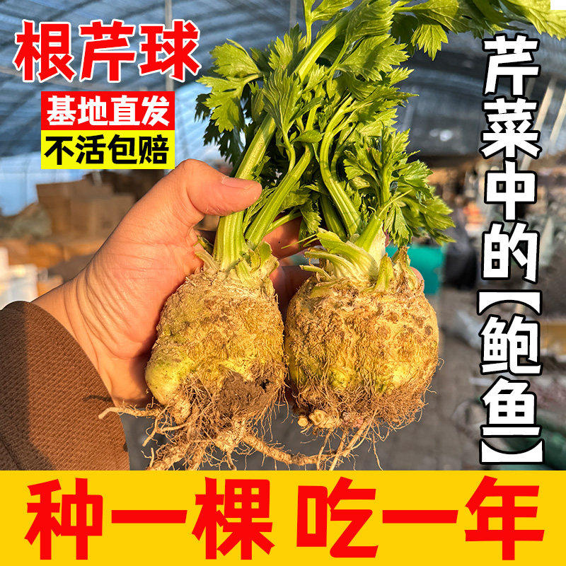 根芹球型菜蔬种籽苗四季播