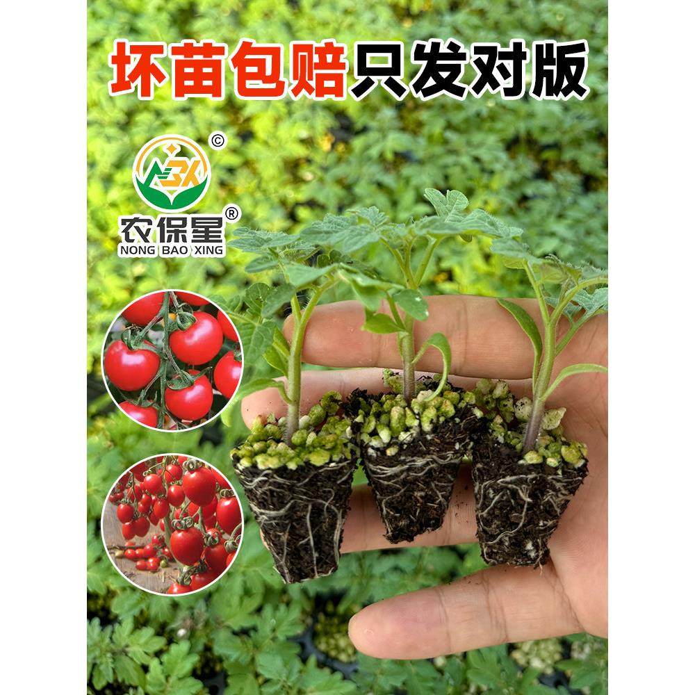 小西红柿圣女果苗盆栽子超