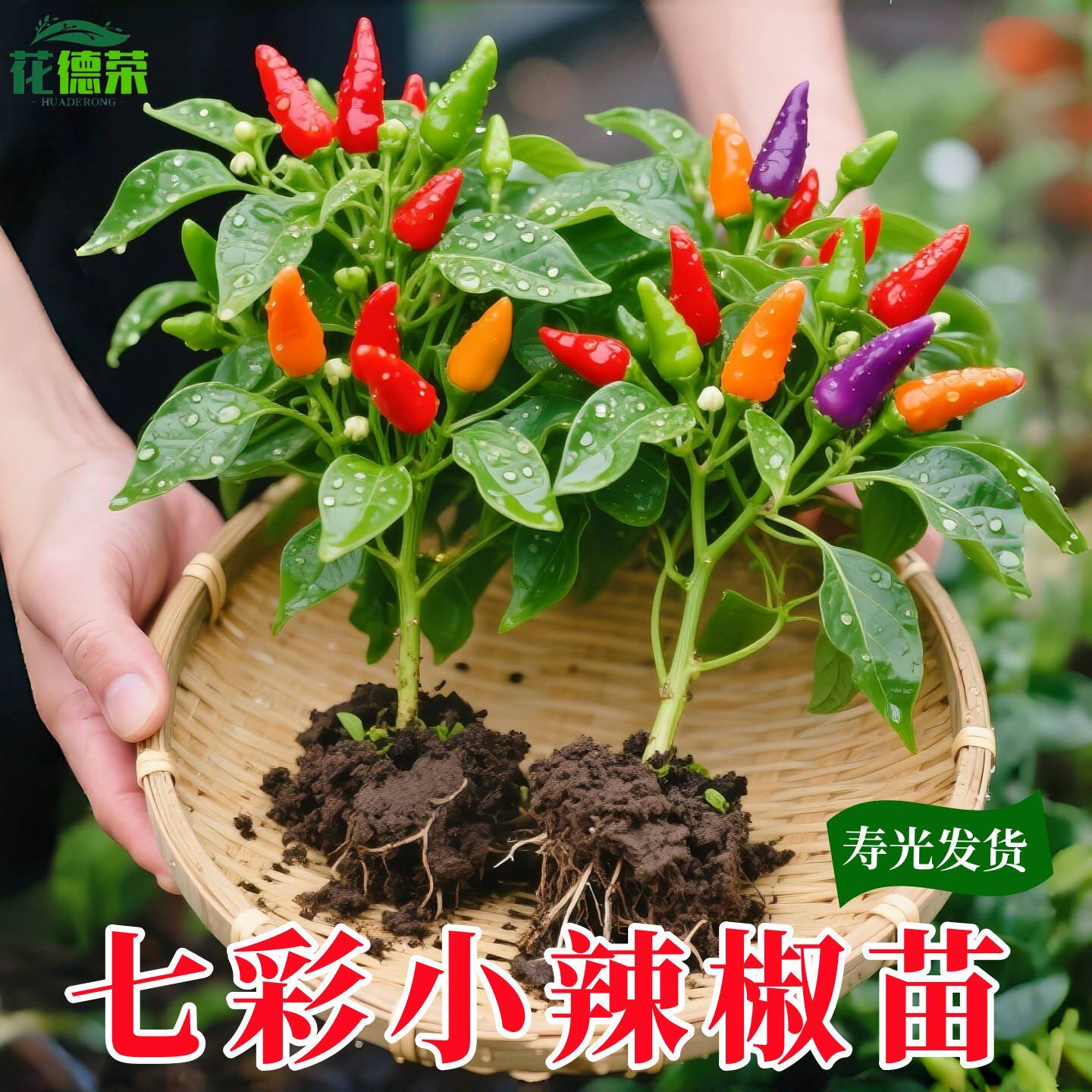 寿光七彩小辣椒苗秧观赏食