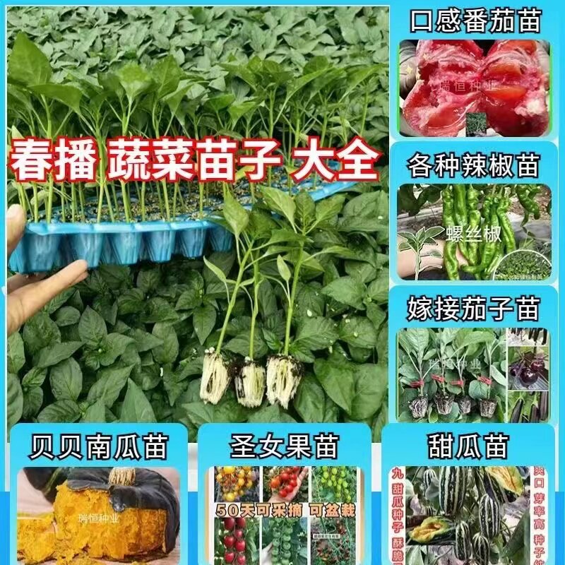 辣椒苗茄子西红柿圣女果甜