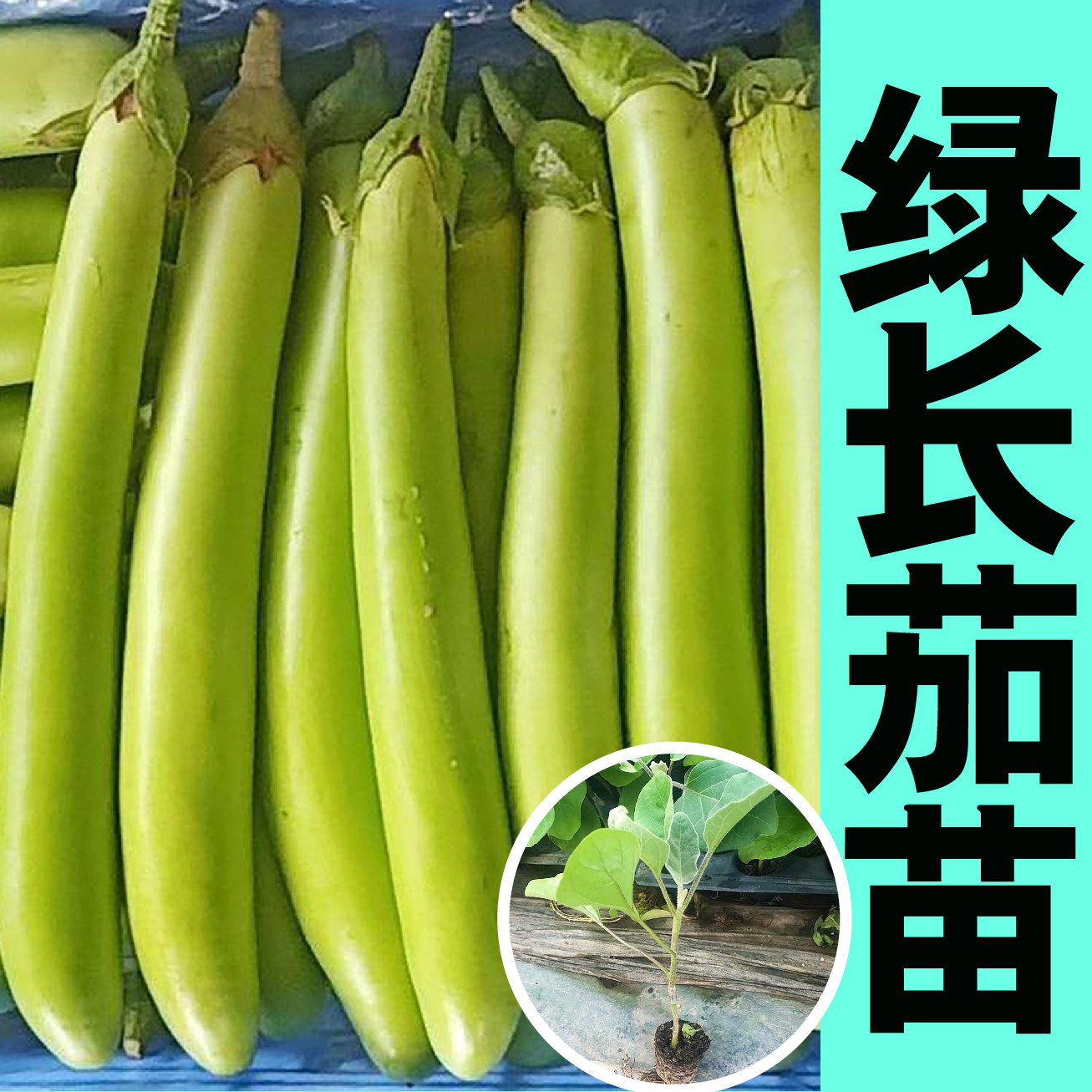 绿长茄苗秧种子圆杭线青紫