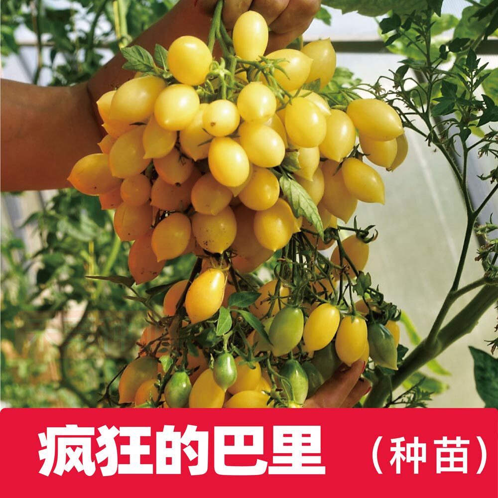 疯狂的巴里樱桃番茄种苗醋