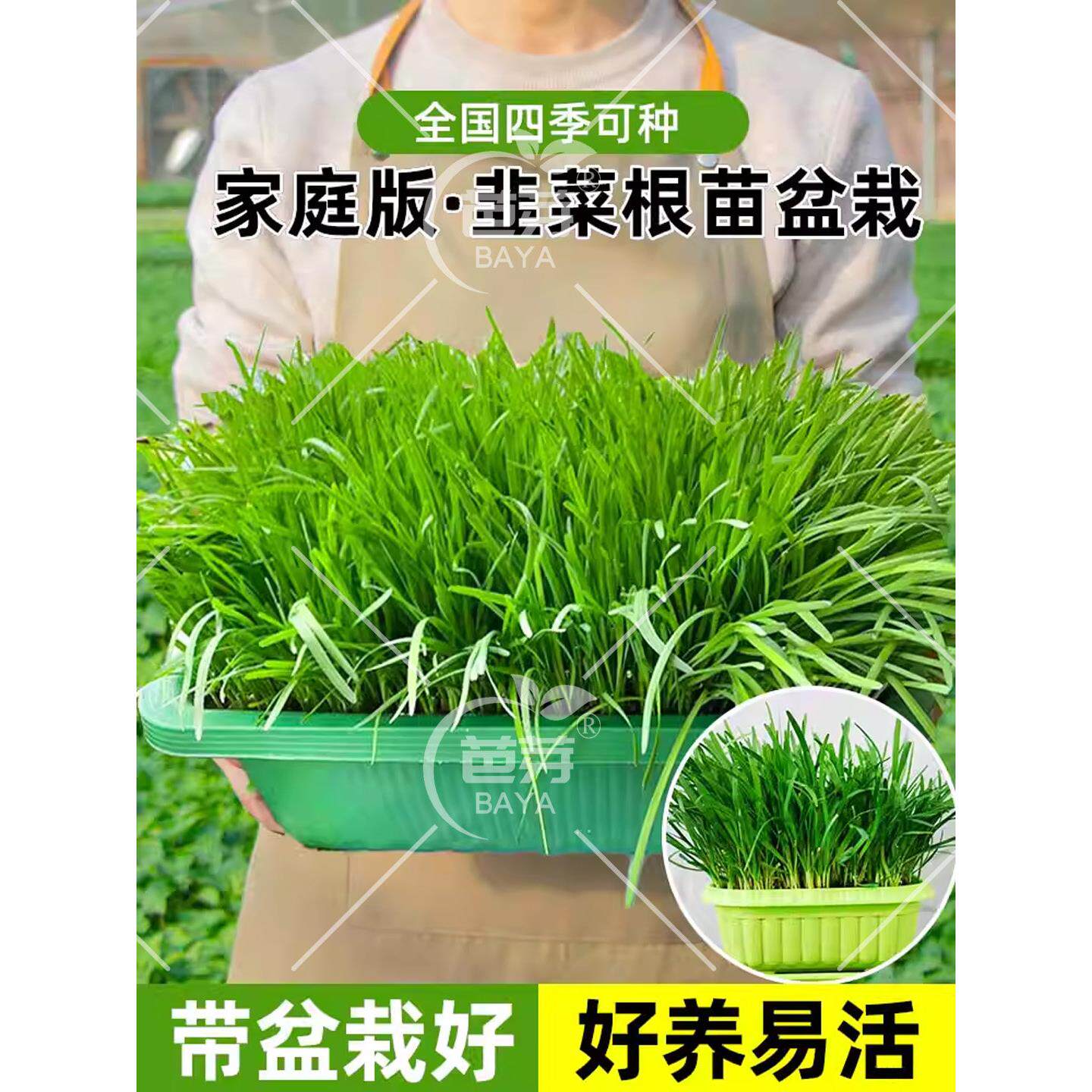山东紫根韭菜盆景水培无土