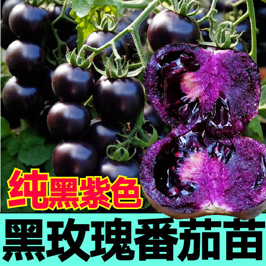 寿光对版纯黑紫色玫瑰番茄