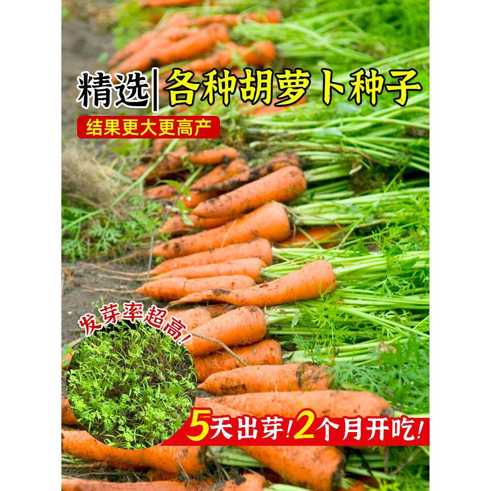 三红胡萝卜种子老品夏季耐
