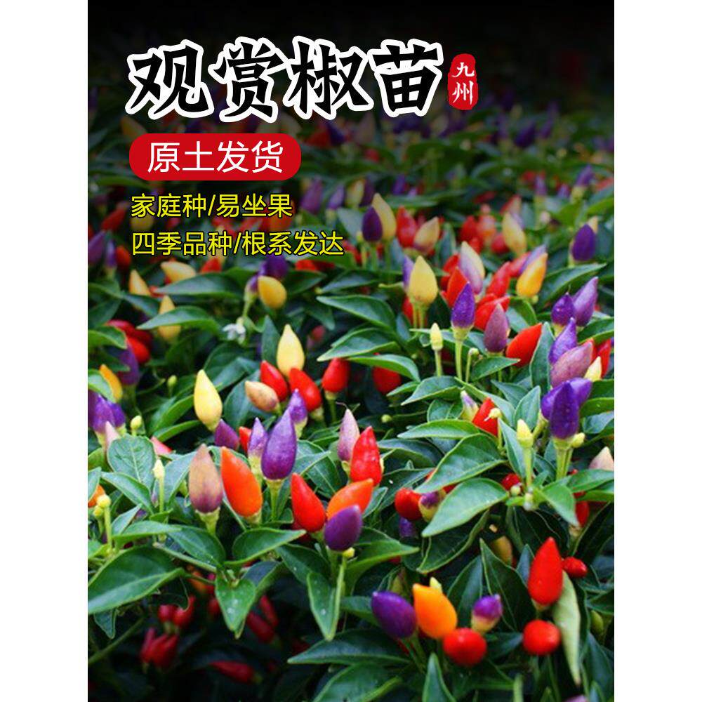 七彩观赏辣椒苗秧多盆栽矮