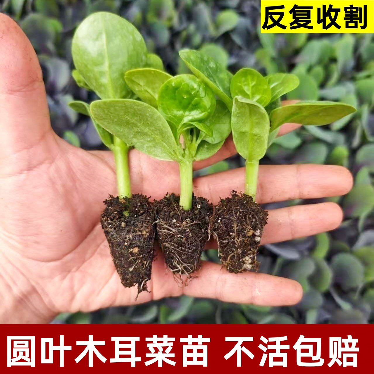 大叶木耳菜苗爬藤辣椒紫茄