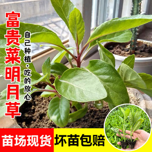 明月草苗金鸡毛草泰国仙草白背菜三七香草苗蔬菜种植阳台盆栽
