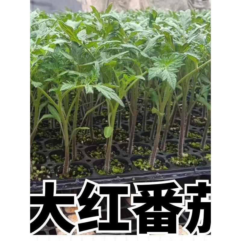 大红番茄种苗超甜果西柿子