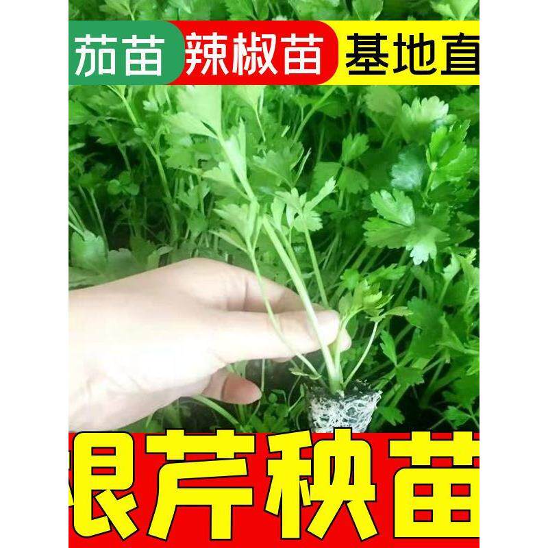 寿光耐寒根芹苗秧四季口感