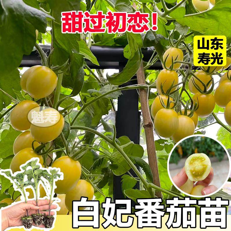 白妃番茄苗秧带土球春秋四
