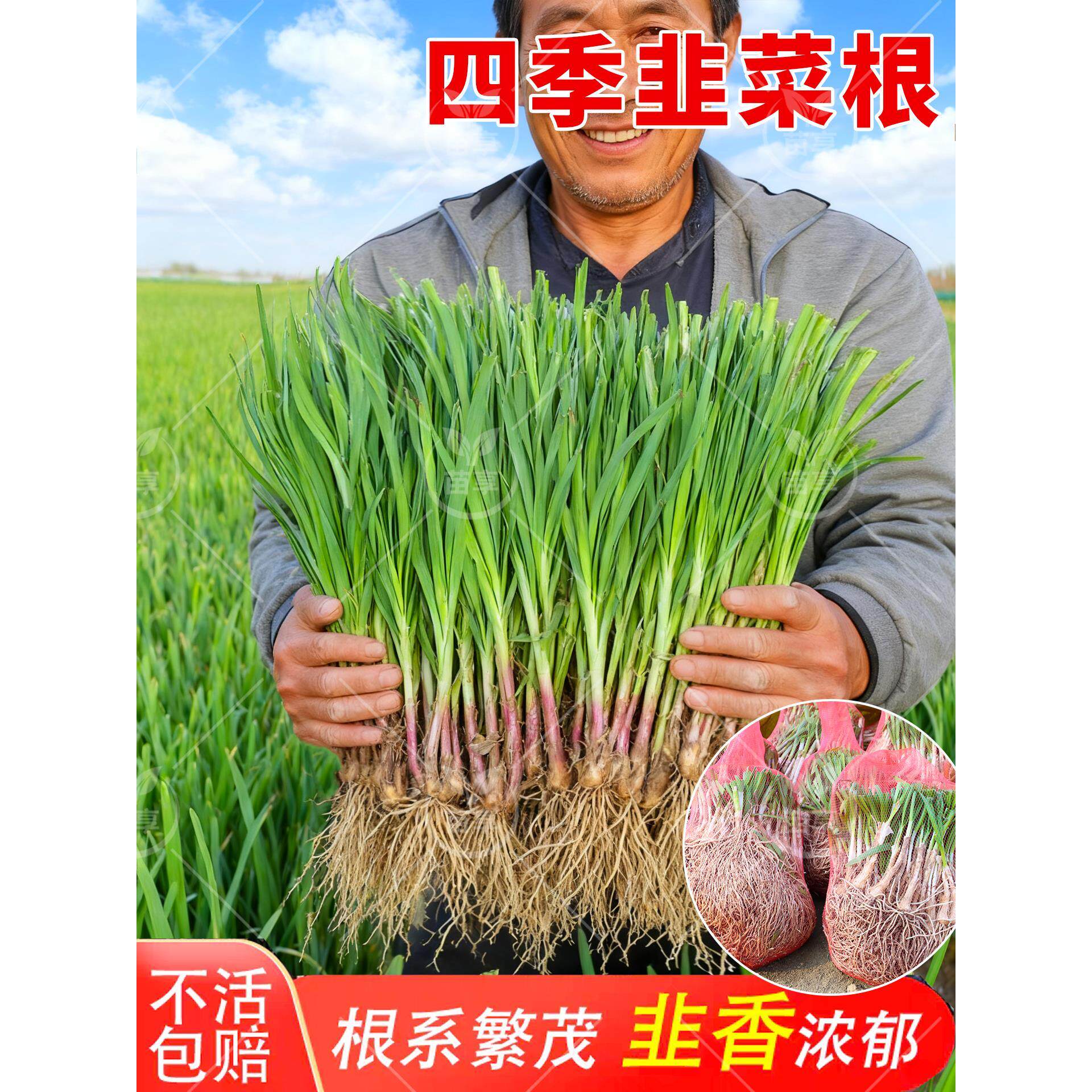 韭菜根苗紫红大叶宽四季可