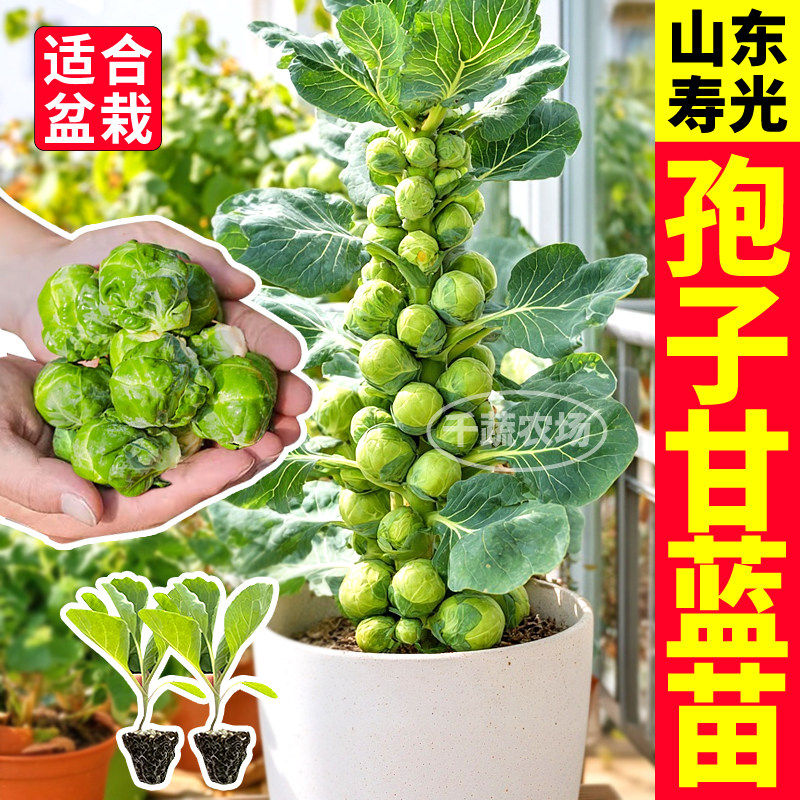 正版绿孢子甘蓝苗秧紫迷你