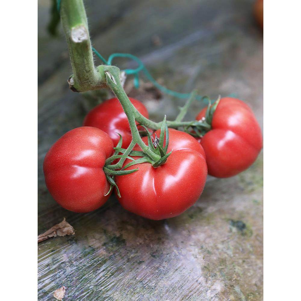 普罗旺斯西红柿种子籽苗秧