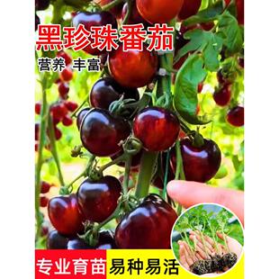 糖水炸弹黑珍珠番茄苗盆栽樱桃小西红柿苗四季种农家阳台水果秧子