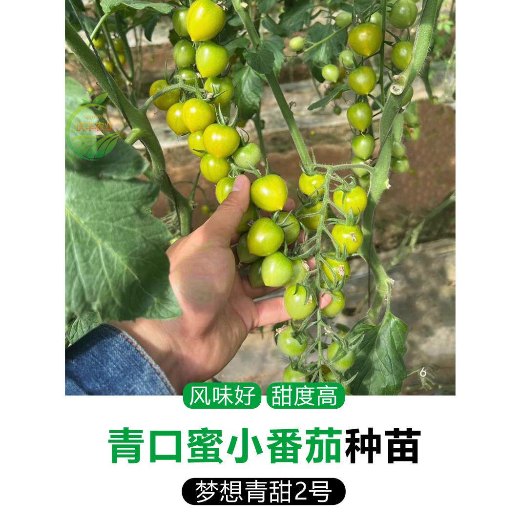 青口蜜番茄苗梦想甜2号小