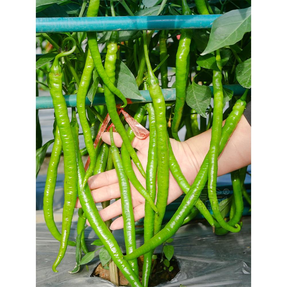 线椒种子辣籽特蔬菜二荆条