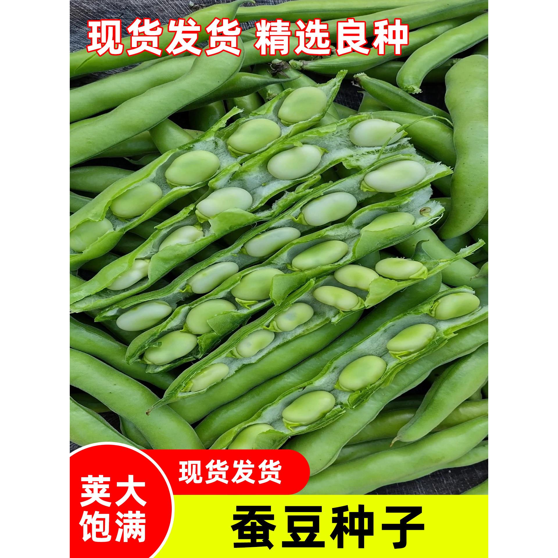 蚕豆种子四季播蔬菜高产易