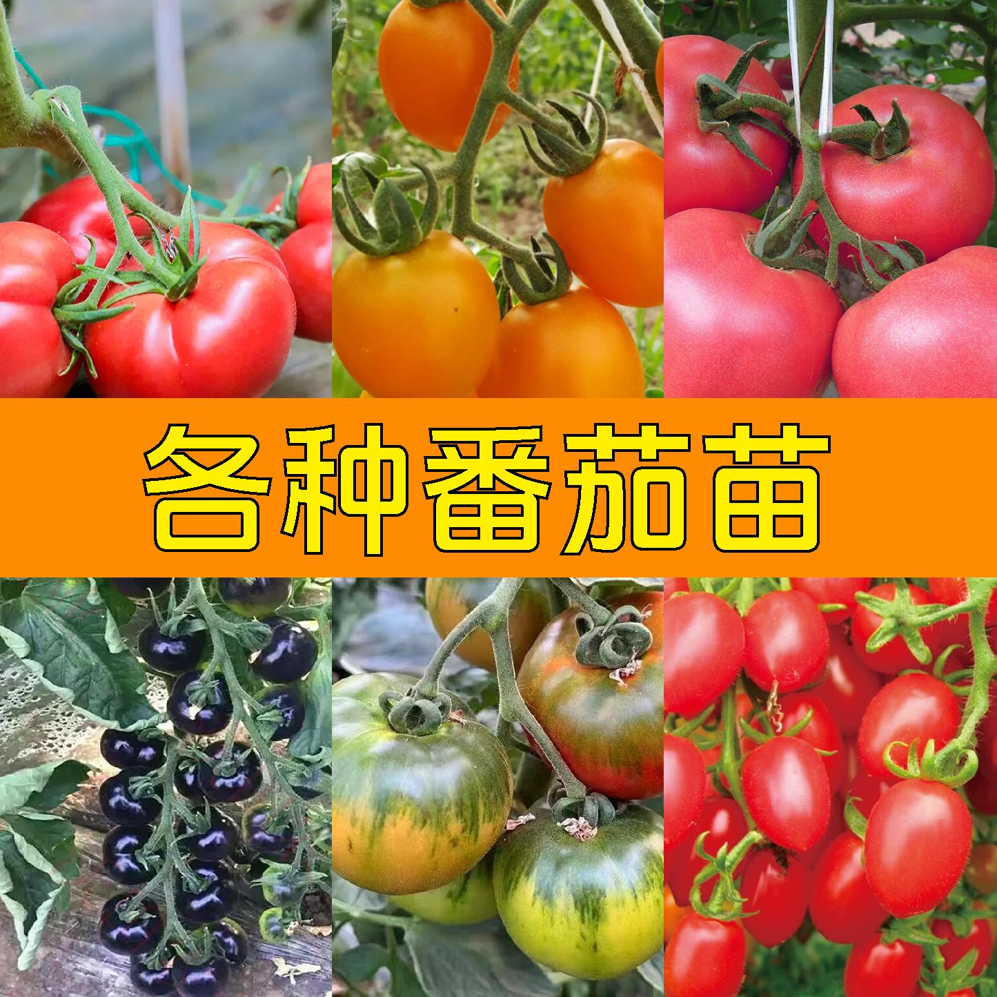 四季小番茄种子苗千禧圣女