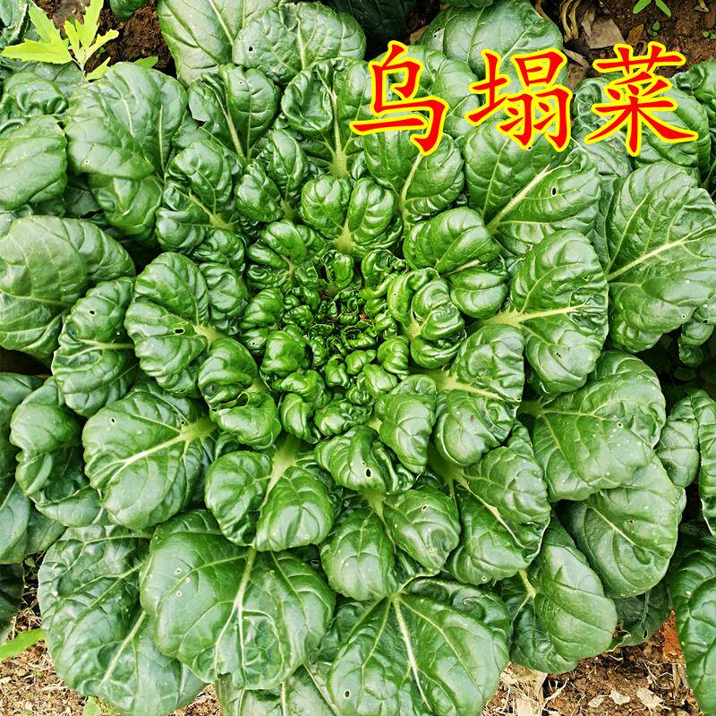 乌塌菜种子黄心孑黑白中八