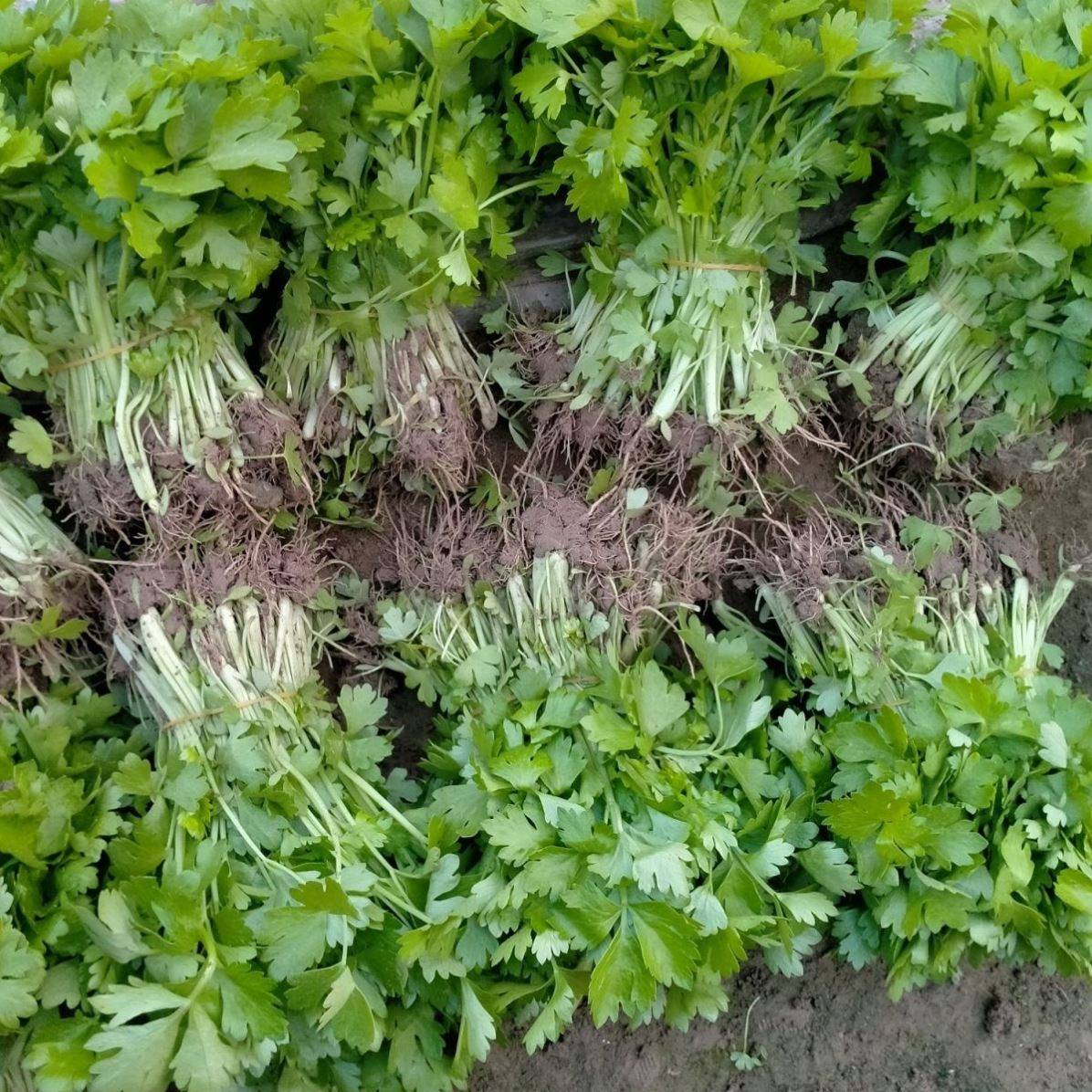 芹菜苗50棵100200四季西秧
