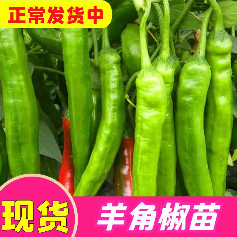 高产羊角椒秧苗四季正宗苗子