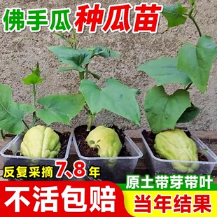 佛手瓜种瓜苗带芽佛手瓜种苗秧瓜苗带土种子新鲜蔬菜秧苗水果幼苗