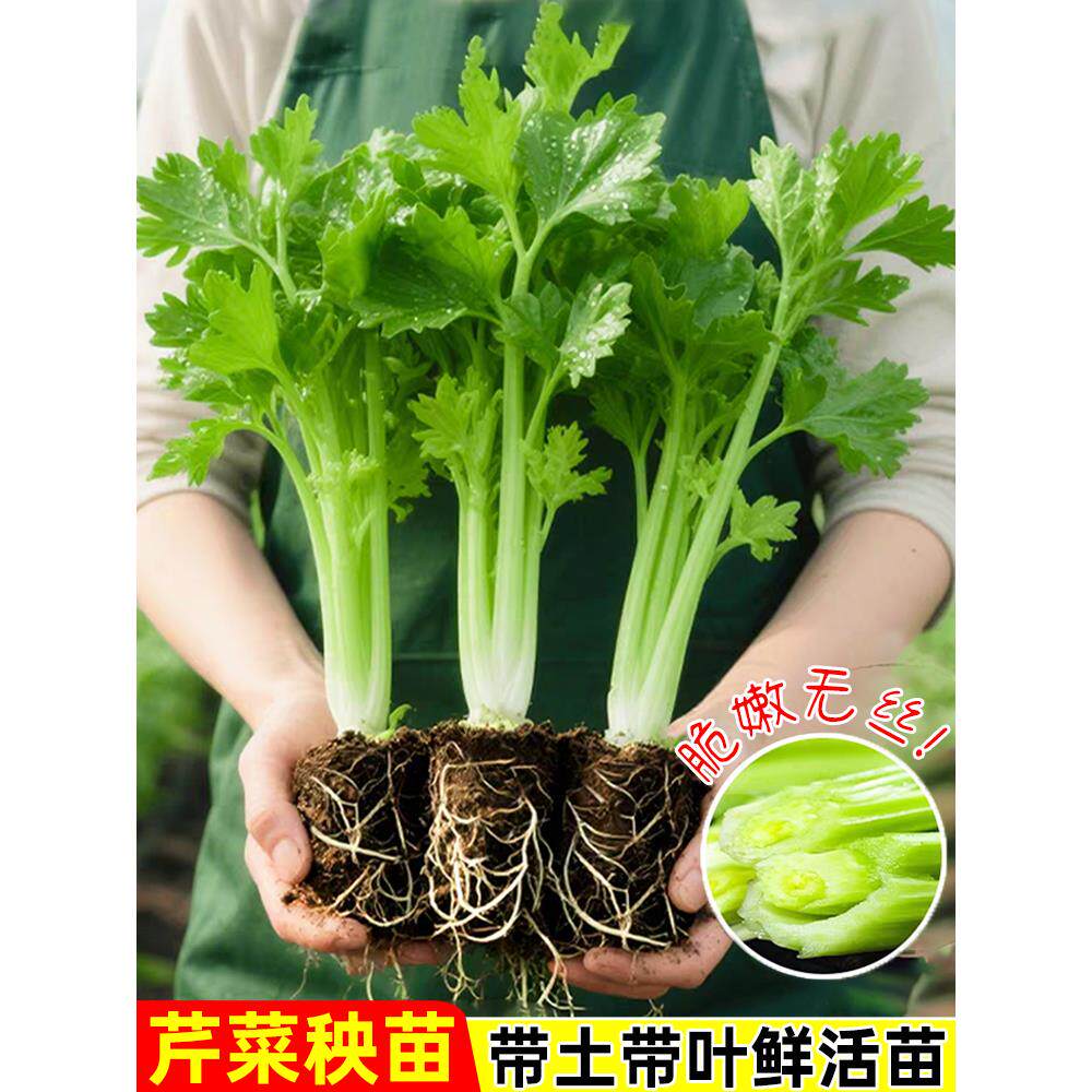 四季小香芹苗菜实皇后西山