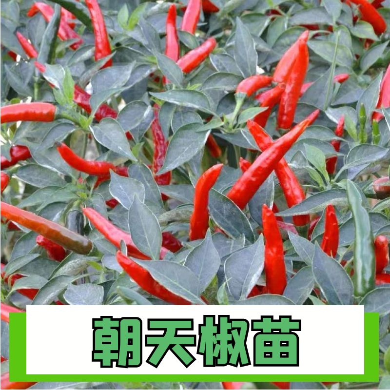 朝天椒秧苗正宗小辣椒苗子四季苗
