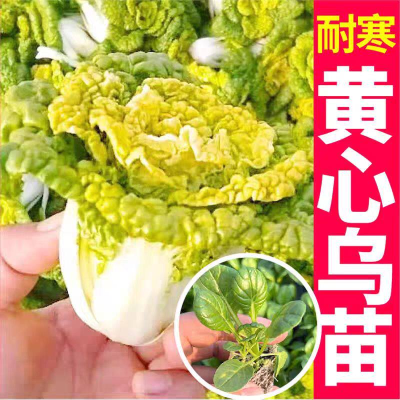 奶油黄心乌秧苗塌菜秋冬耐