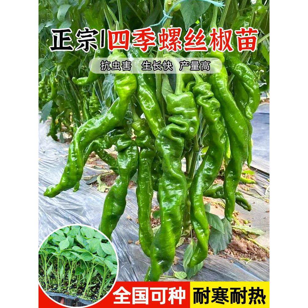 大果香辣螺丝椒苗秧线七彩
