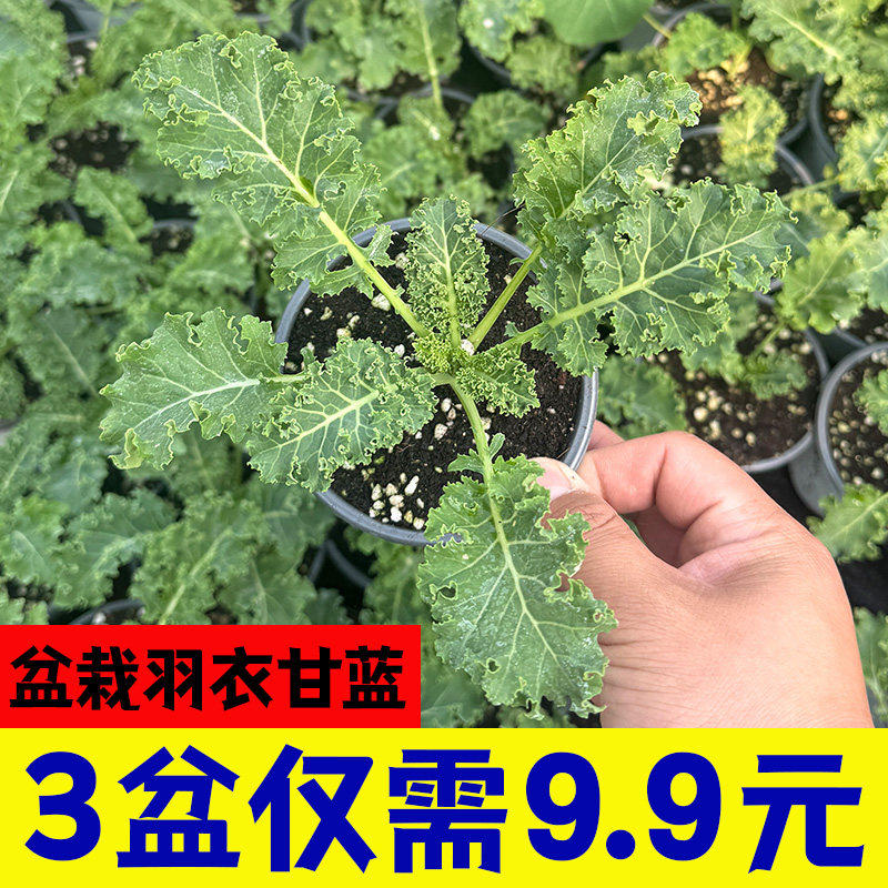 可食用绿羽衣甘蓝苗紫粉秧