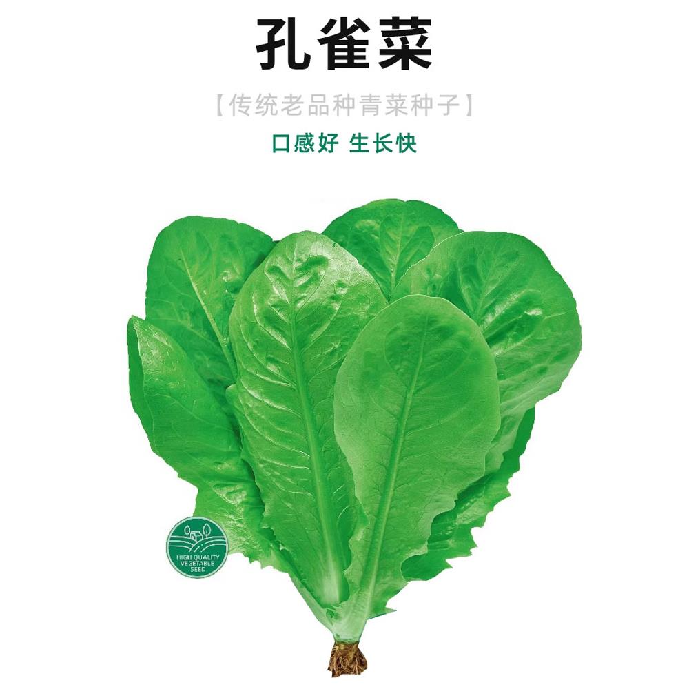 孔雀菜种子沙拉生籽苗秧四