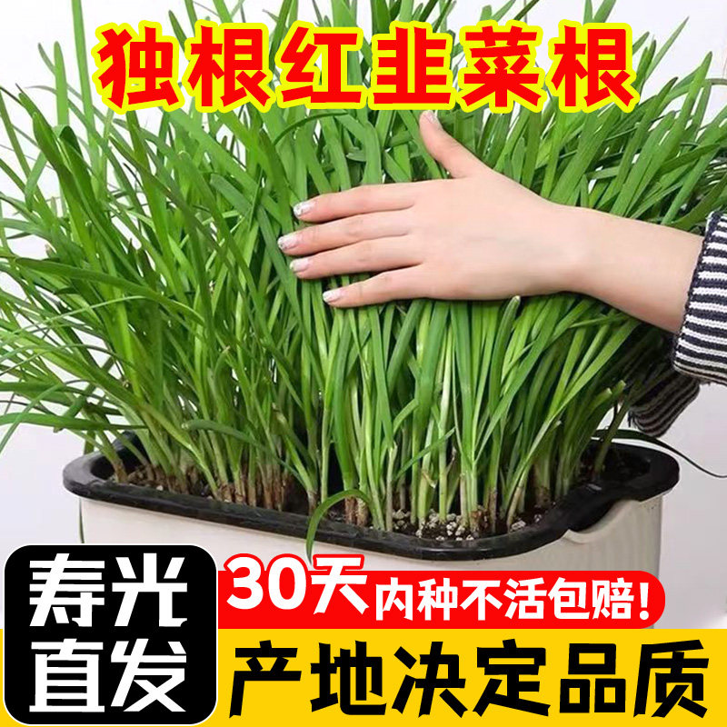 韭菜根苗现挖宽叶紫红四季