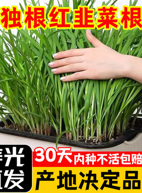 韭菜根苗现挖宽叶紫根韭菜苗紫红根四季阳台盆栽种菜籽绿色蔬菜苗