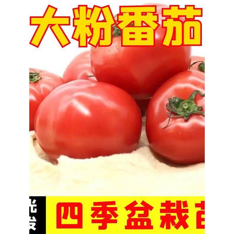 老品种番茄苗秧沙瓤西红柿