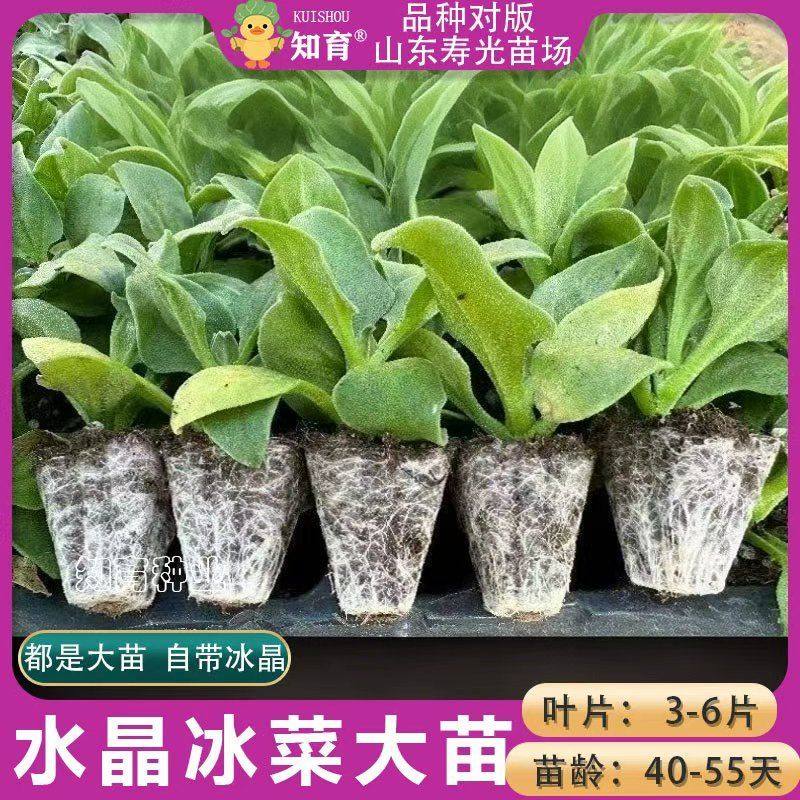 冰菜苗幼草种秧寿光蔬籽大