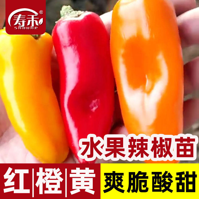 水果椒种籽彩色辣子苗秧阳