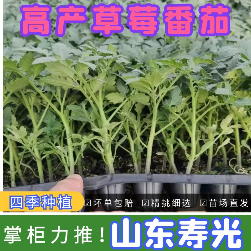 草莓西红柿秧苗东北铁皮子