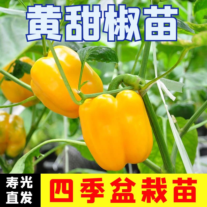 黄甜椒秧苗辣椒苗四季盆栽阳台