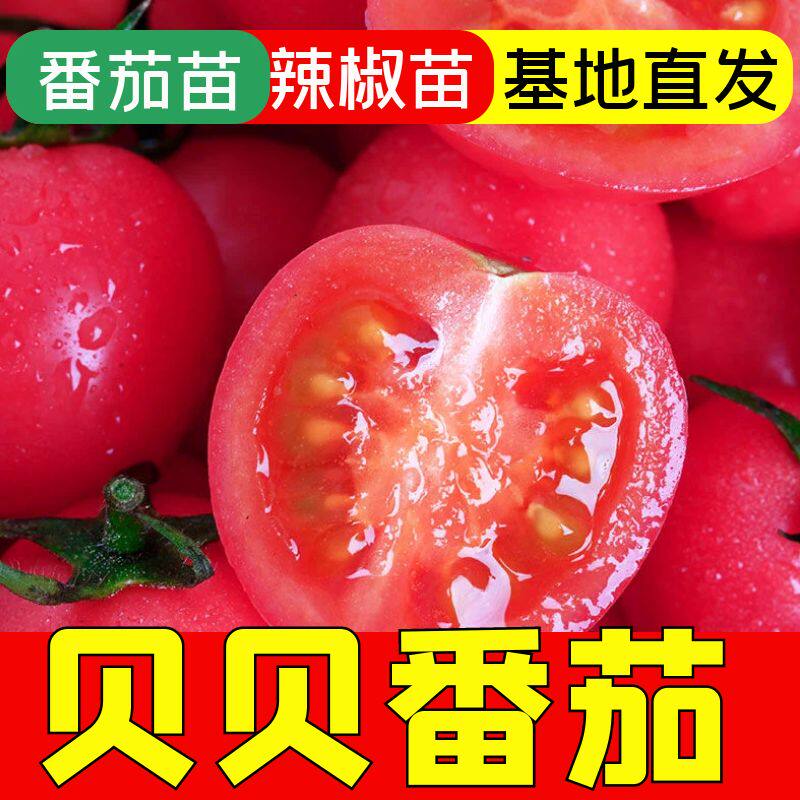 贝贝番茄秧苗小番茄苗子四季高产