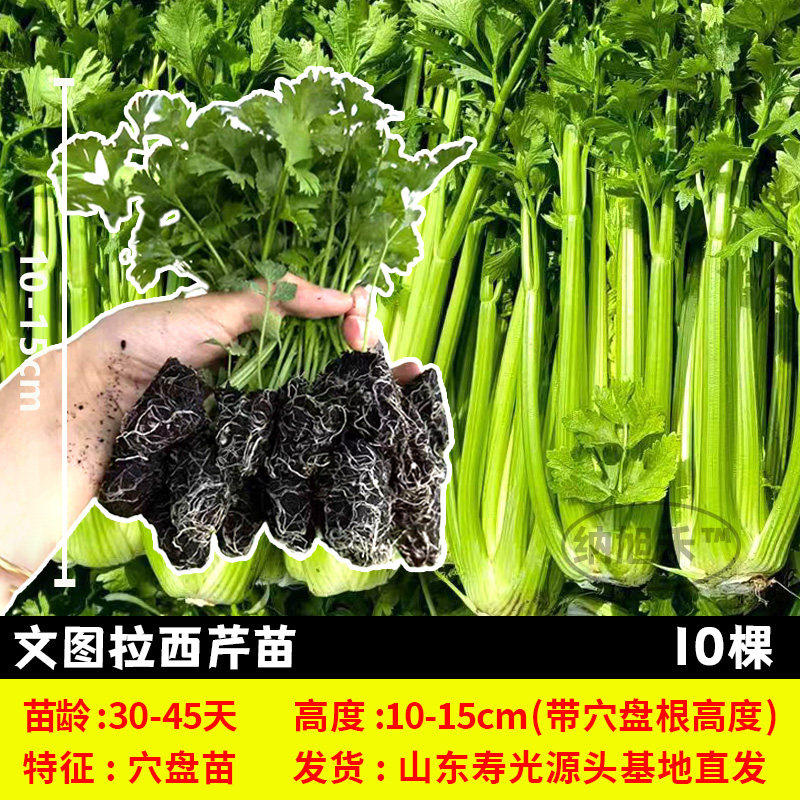 文图拉西芹苗四季菜秧辣椒