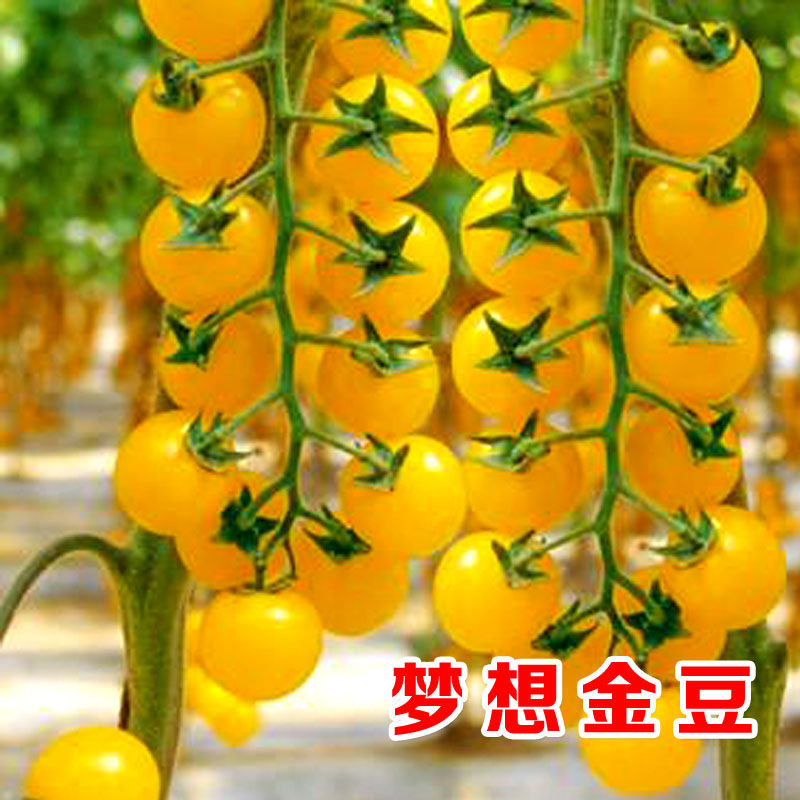 梦想金豆黄色圣女果种子