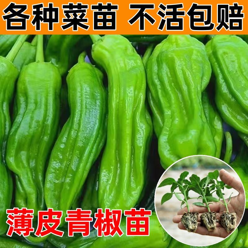 薄皮青椒苗秧辣四季阳台盆