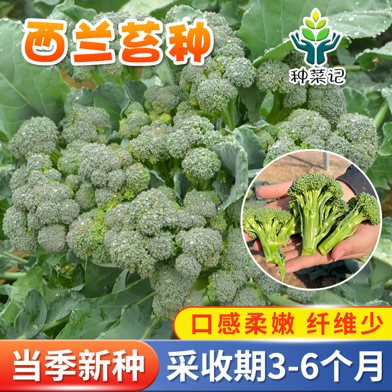 西兰苔种子洋芥小花青菜蓝