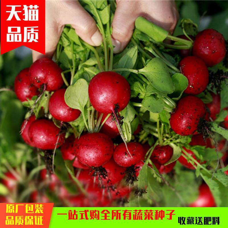 水果萝卜籽蔬菜种子小孑四