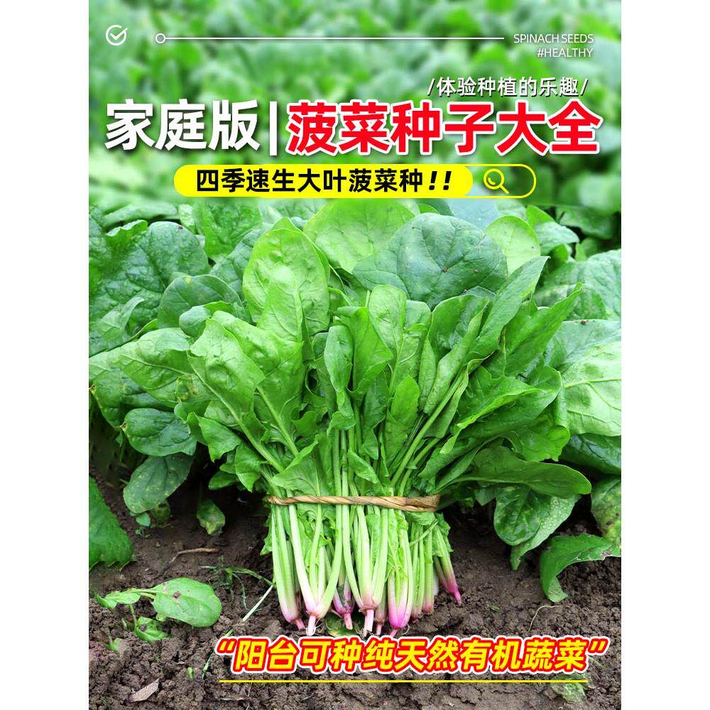 夏季耐热大叶菠菜种籽全小